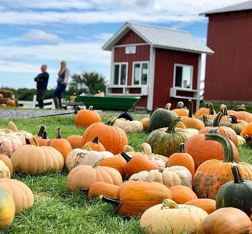 Pumpkins on the farm