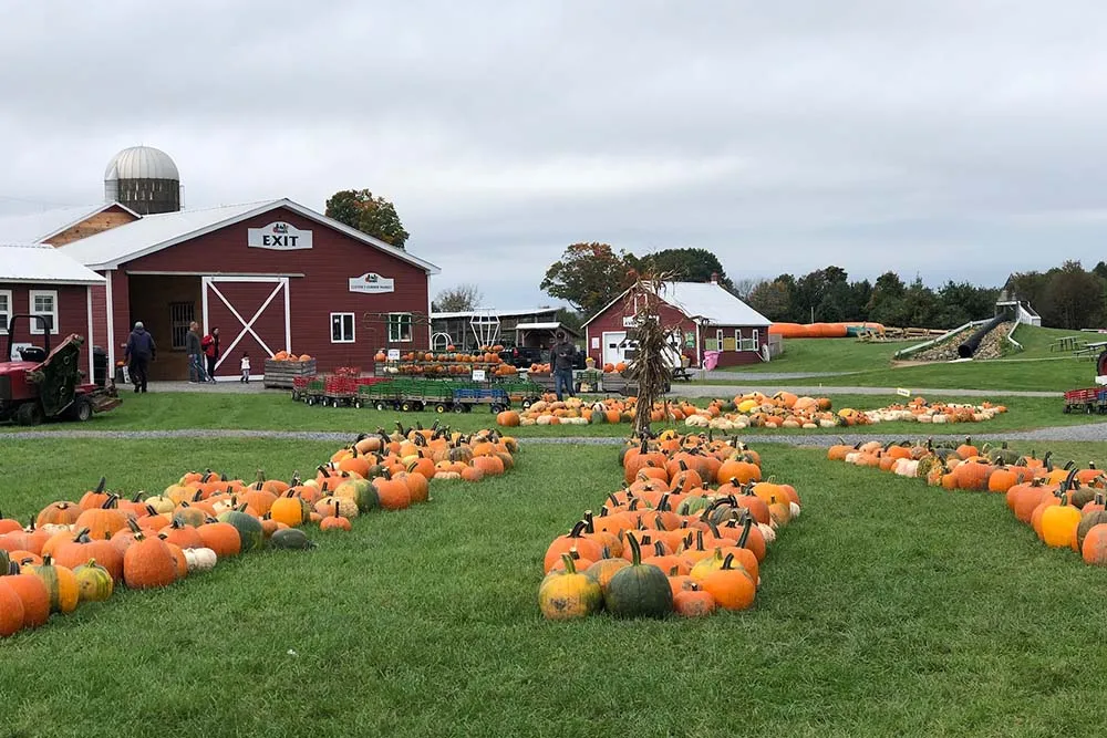 pumpkins set out on grass area