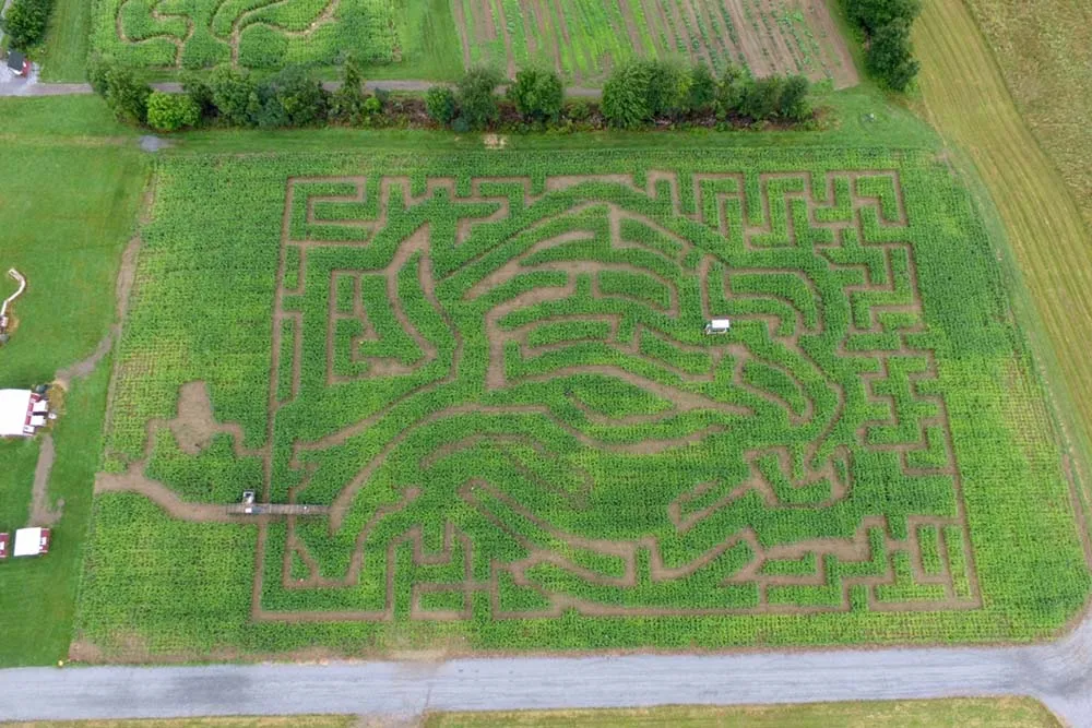 New York's Best Corn Maze The Amazing Maize Maze is a Great Fun Fall