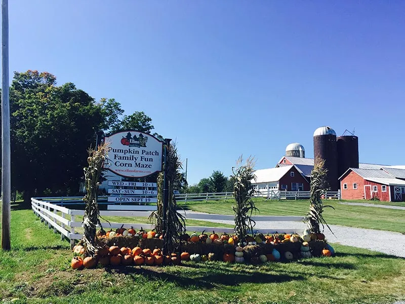 Entrace to Ellms Family Farm in Saratoga - Pumpkin Patch, Family Fun, Corn Maze