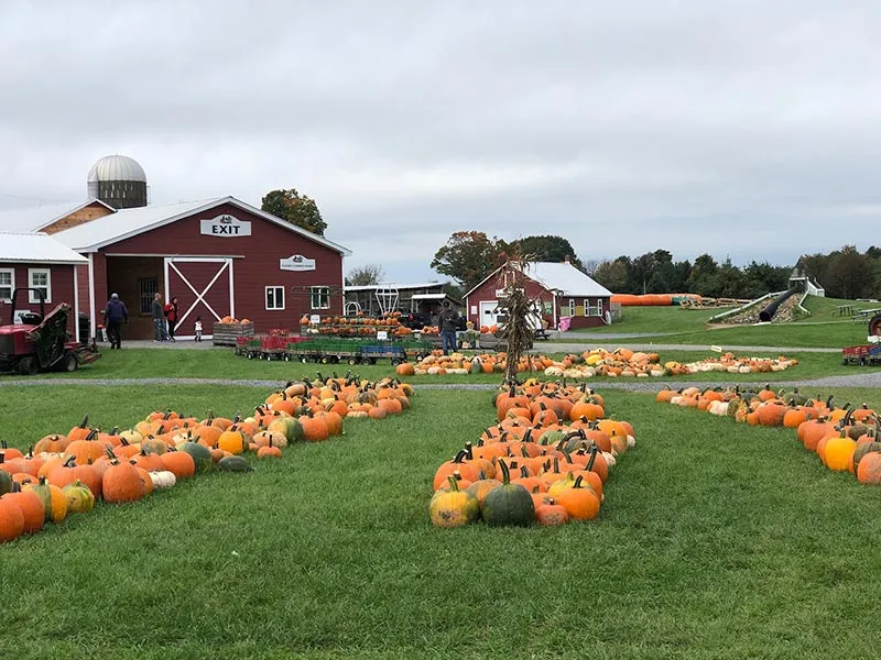 Pumpkins in front of a barn